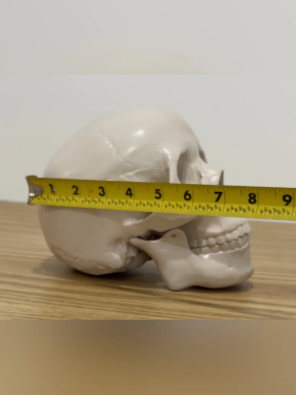 Restoration Hardware Skull Human Life Size Resin Vintage RH Y2K Halloween